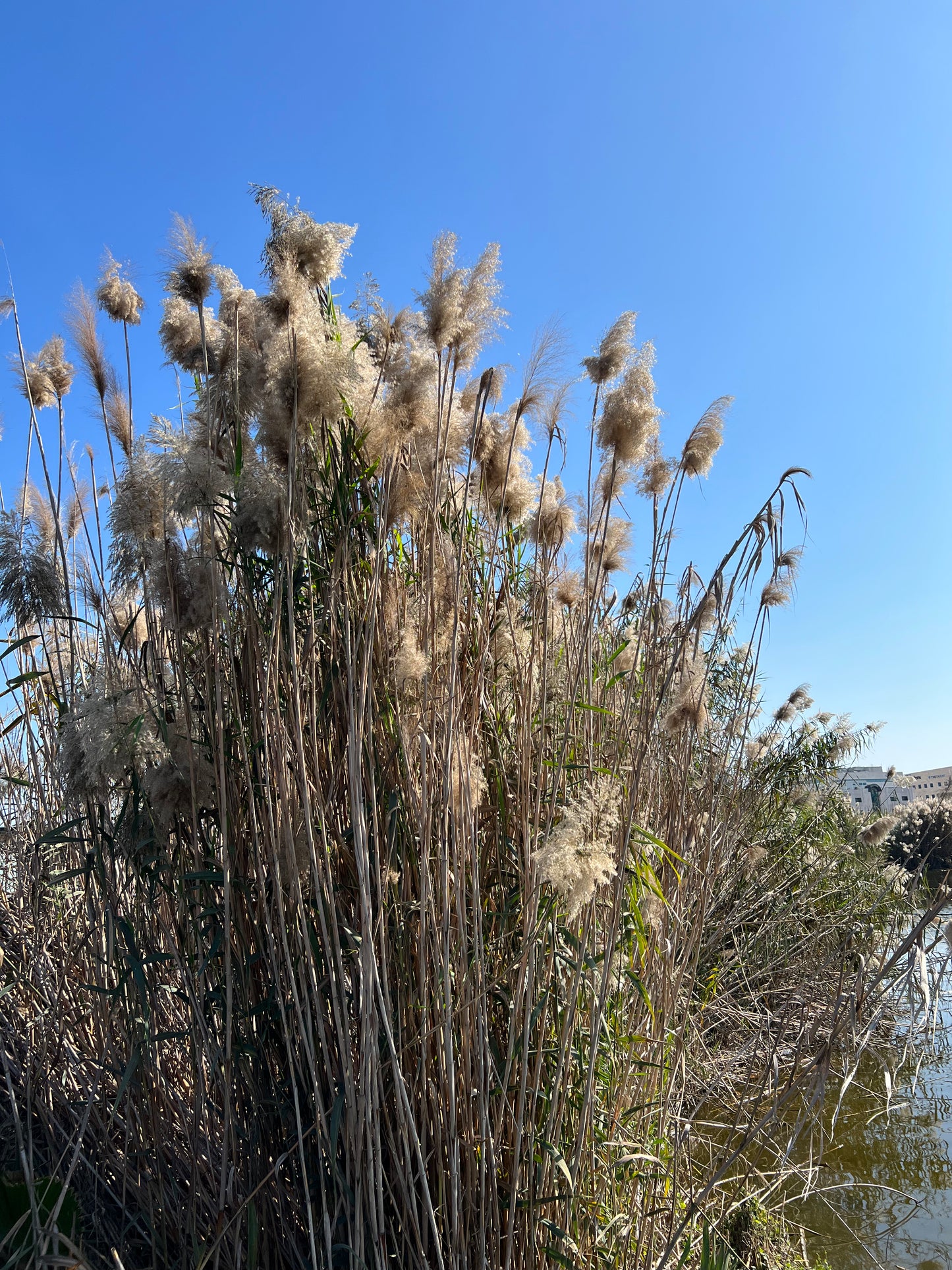 Black French terry pants